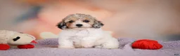 Maltipoo dogs for sale: Mabel - Ad 12