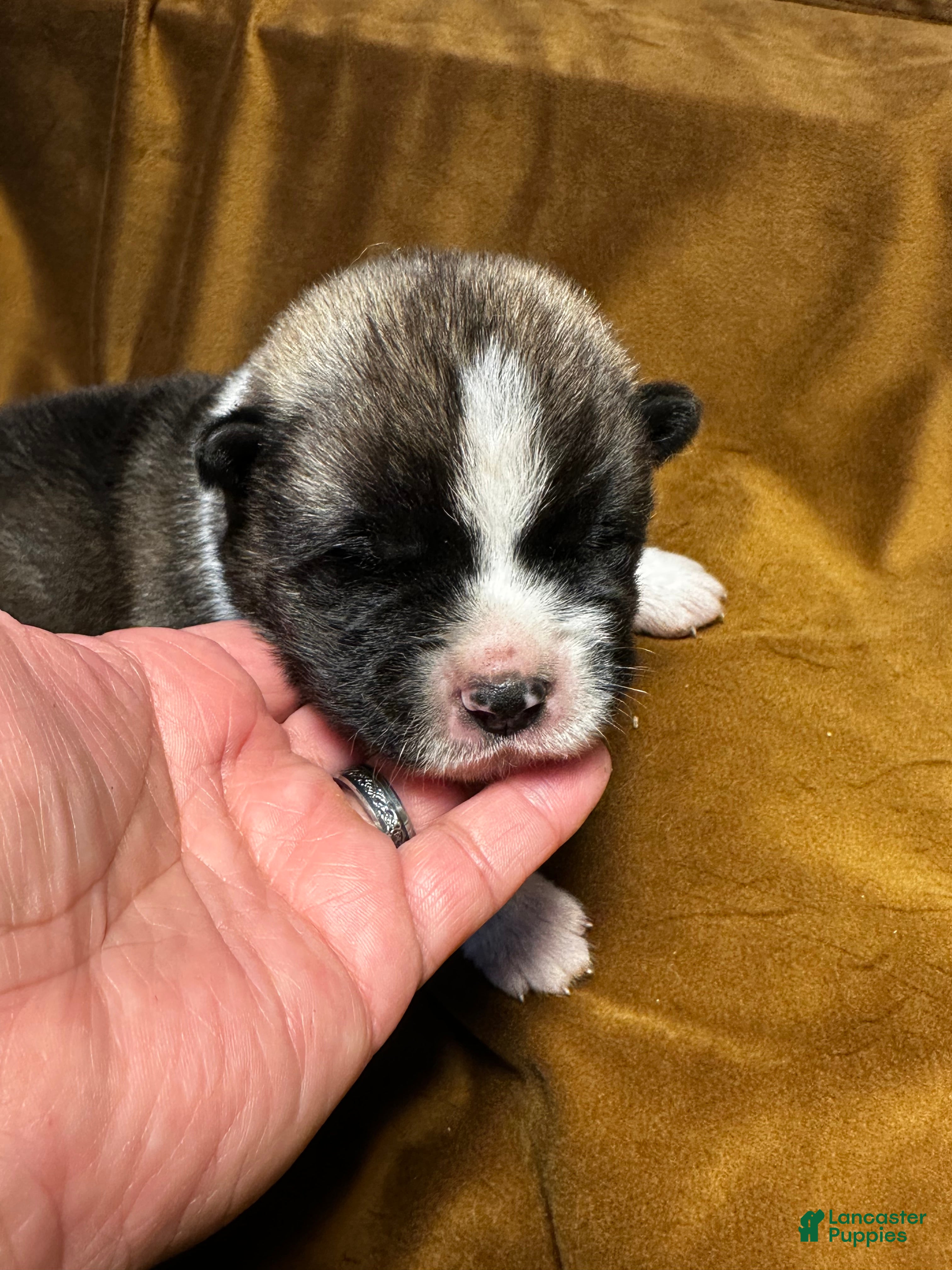 Akita dogs Astro - Ad 12