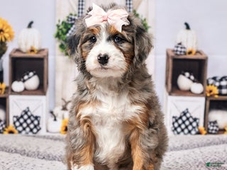 Mini Bernedoodle dogs - Ad 15