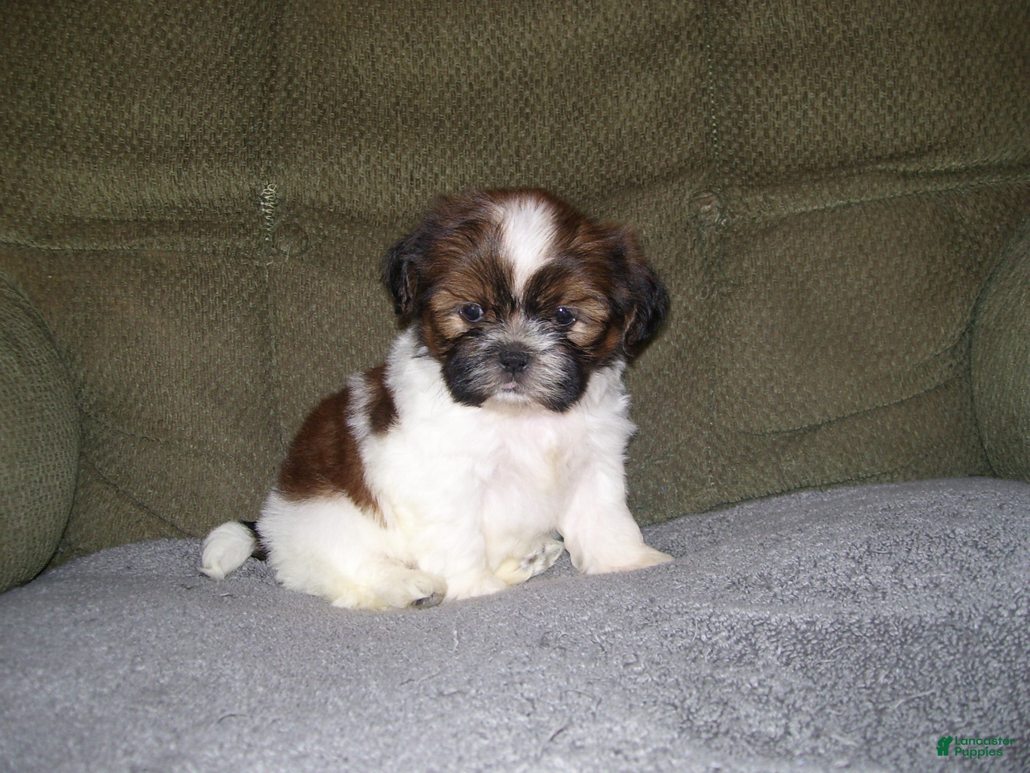 Shih Tzu dogs Shih Tzu 2 - Ad 7