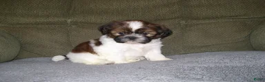Shih Tzu 2