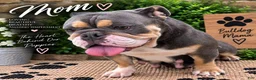 English Bulldog dogs for sale: Layne - Ad 6