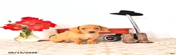 Miniature Dachshund dogs for sale: Silas - Ad 4