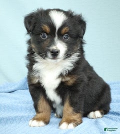 Miniature Australian Shepherd dogs Cedar 🌳 - Ad 1