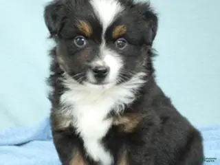 Miniature Australian Shepherd dogs for sale: Cedar 🌳 - Ad 2