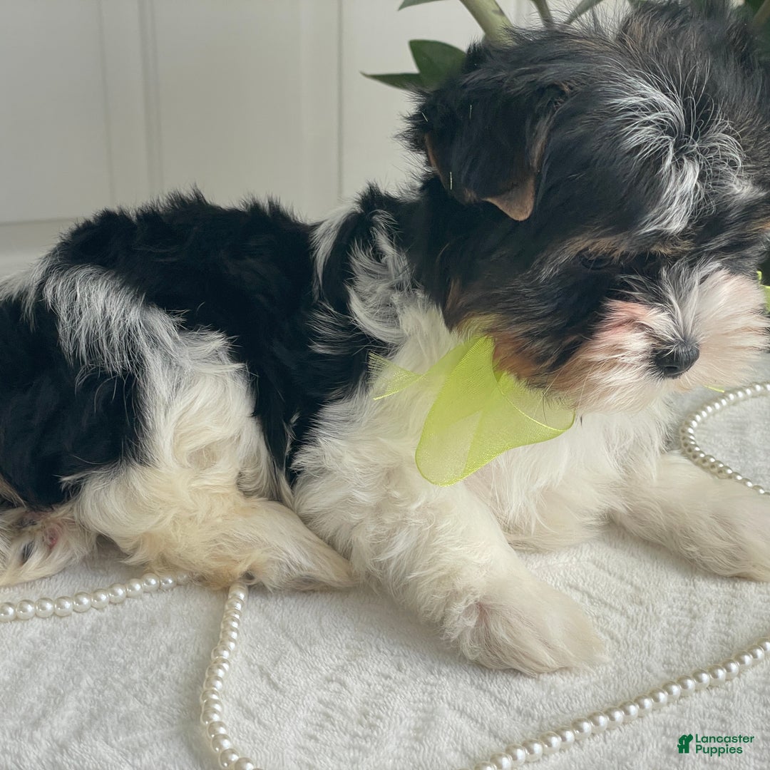 Biewer Terrier dogs for sale: Kodiak - Ad 8