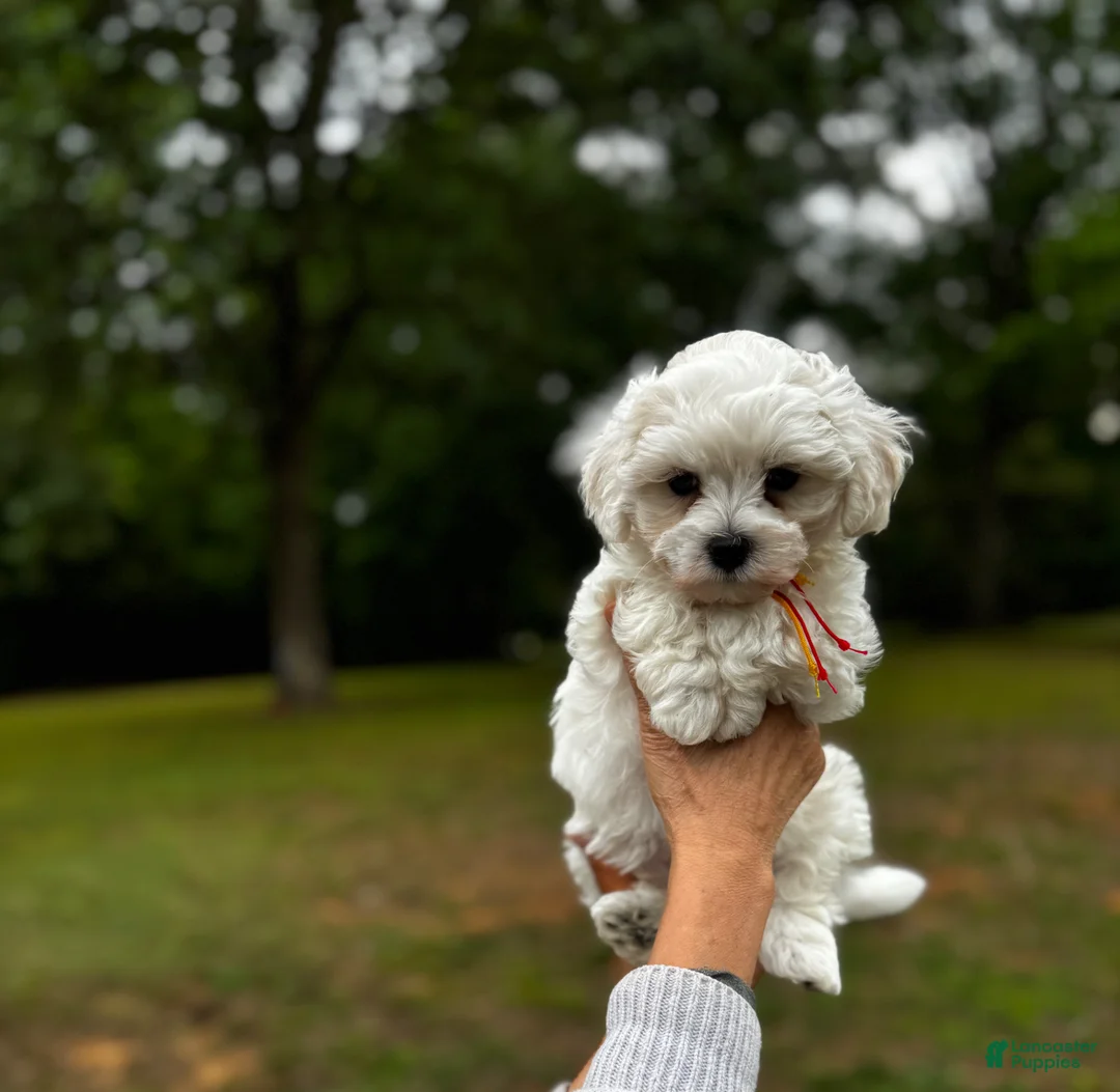 Maltipoo dogs for sale: Leaf  - Ad 2