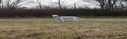 Dalmatian dogs for stud: AKC Registered Stud - Ad 5