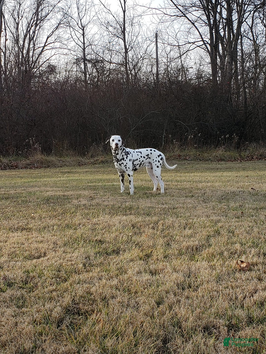 Dalmatian dogs for stud: AKC Registered Stud - Ad 5