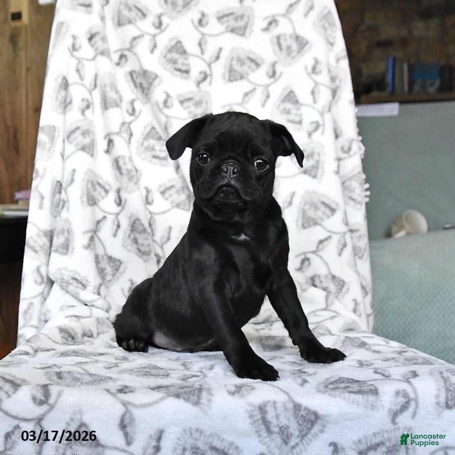 Pug dogs Rocky - Ad 1