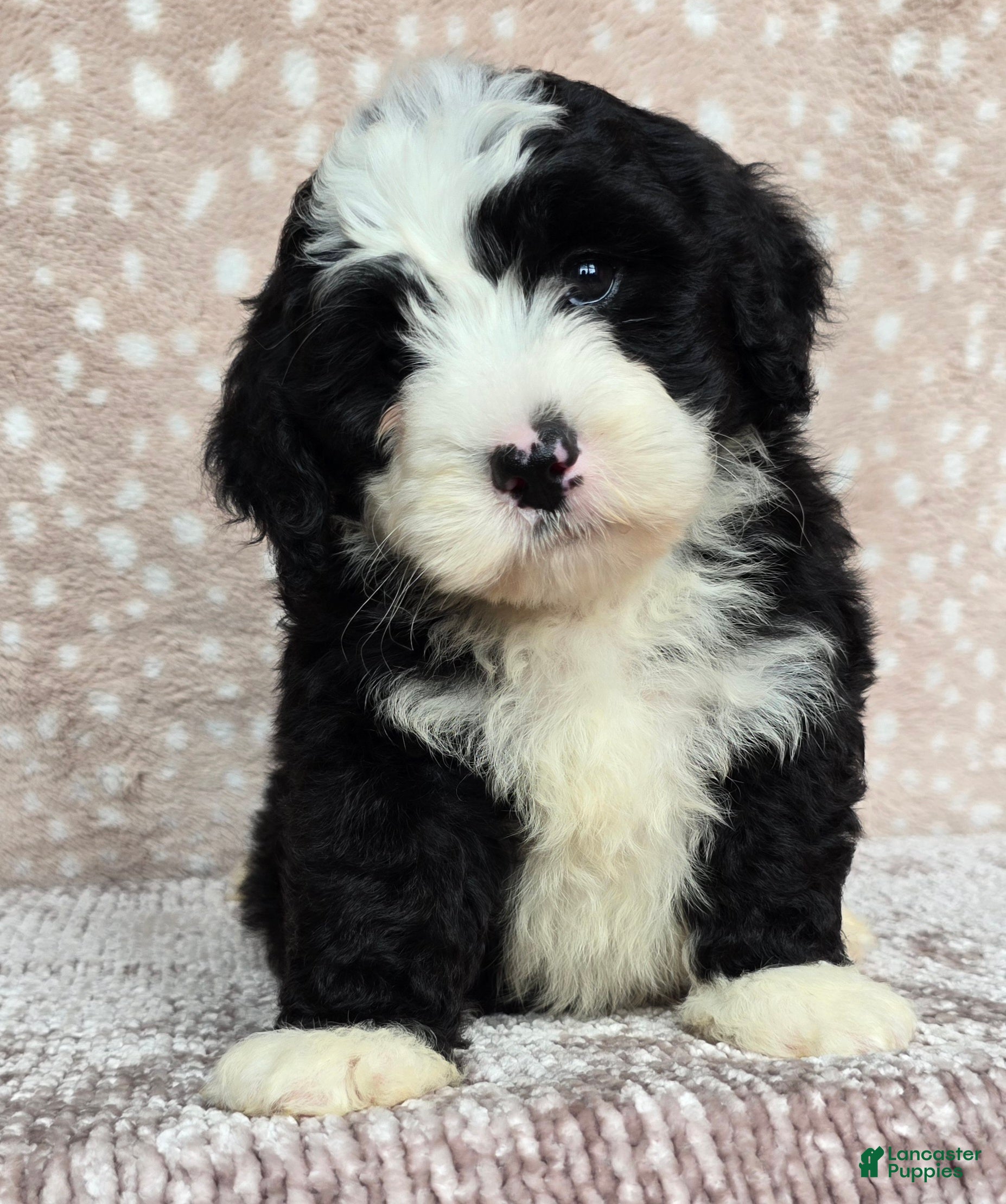 Mini Bernedoodle dogs Mini Jackie - Ad 1