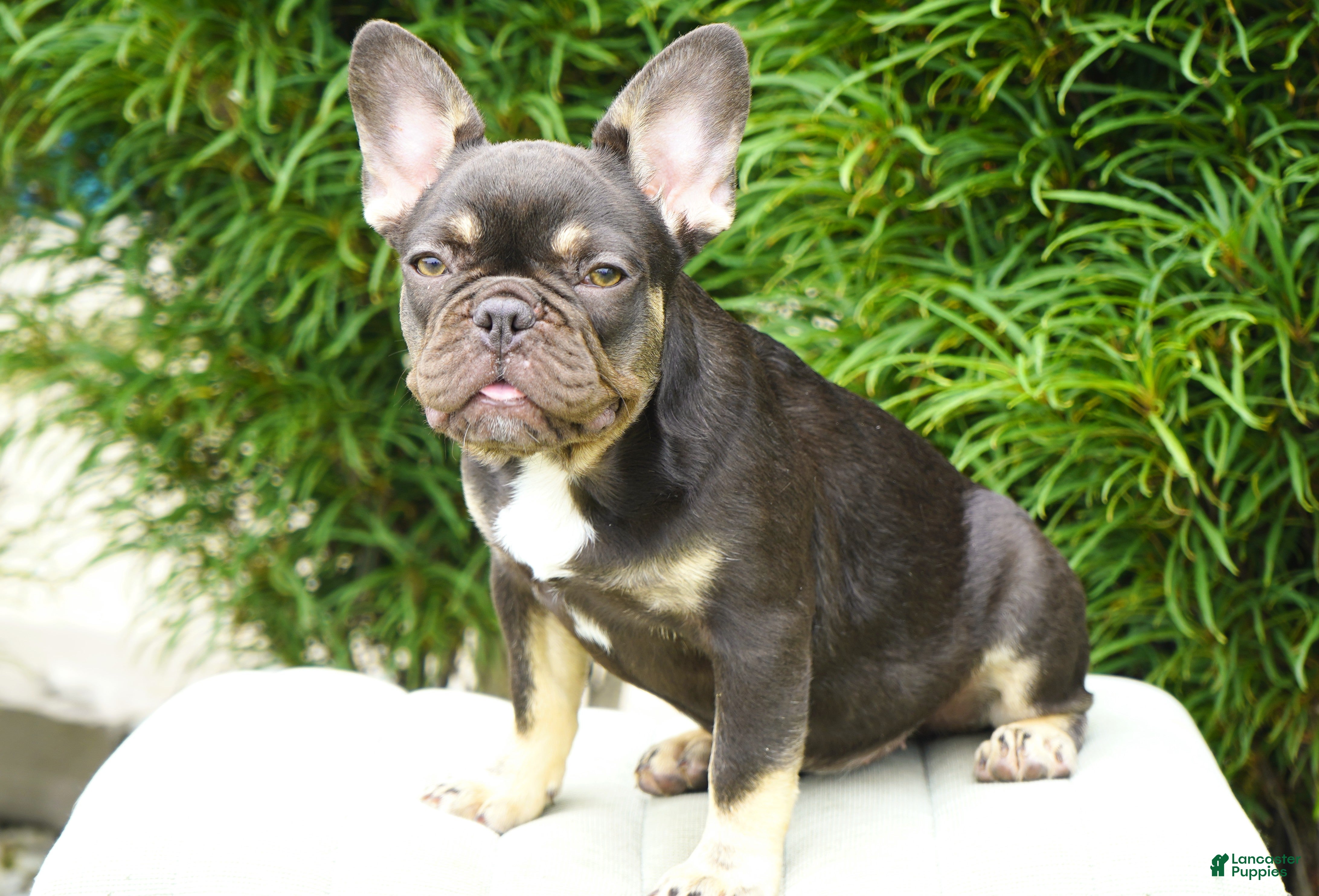 French Bulldog dogs Mochi - Ad 1