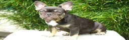 French Bulldog dogs for sale: Panda - Ad 14