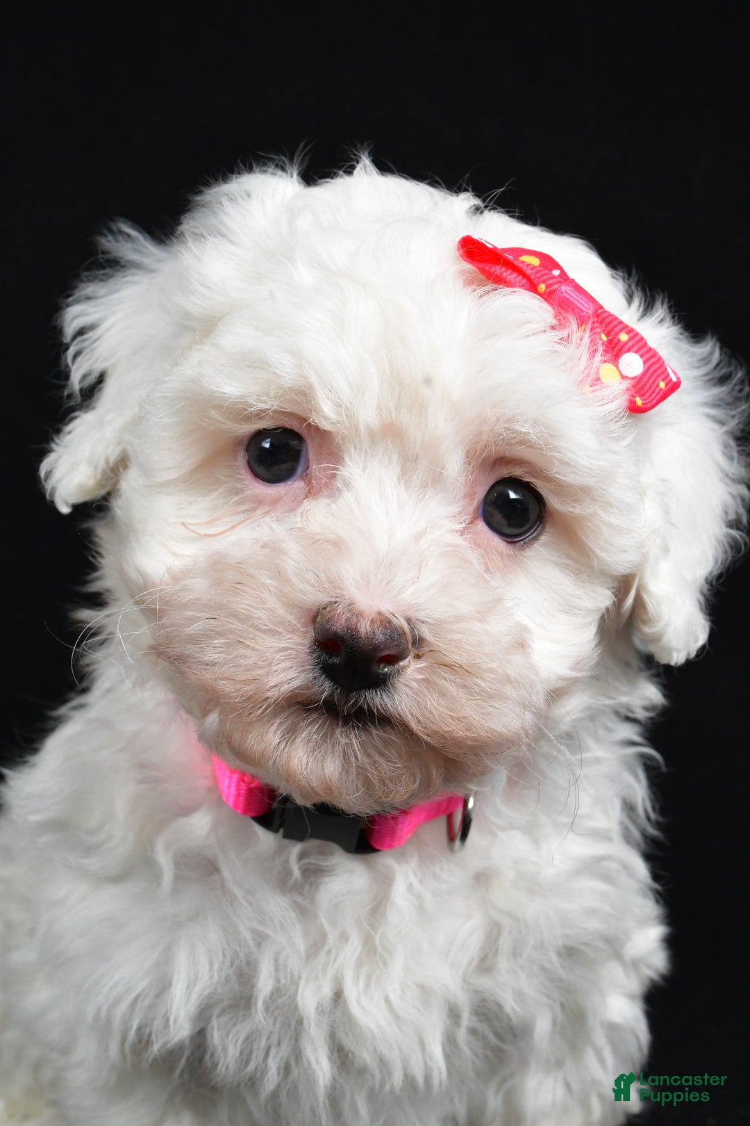 Maltipoo dogs for sale: Joy - Ad 5