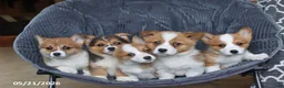 Welsh Corgi Pembroke dogs for sale: Hazel - Ad 2