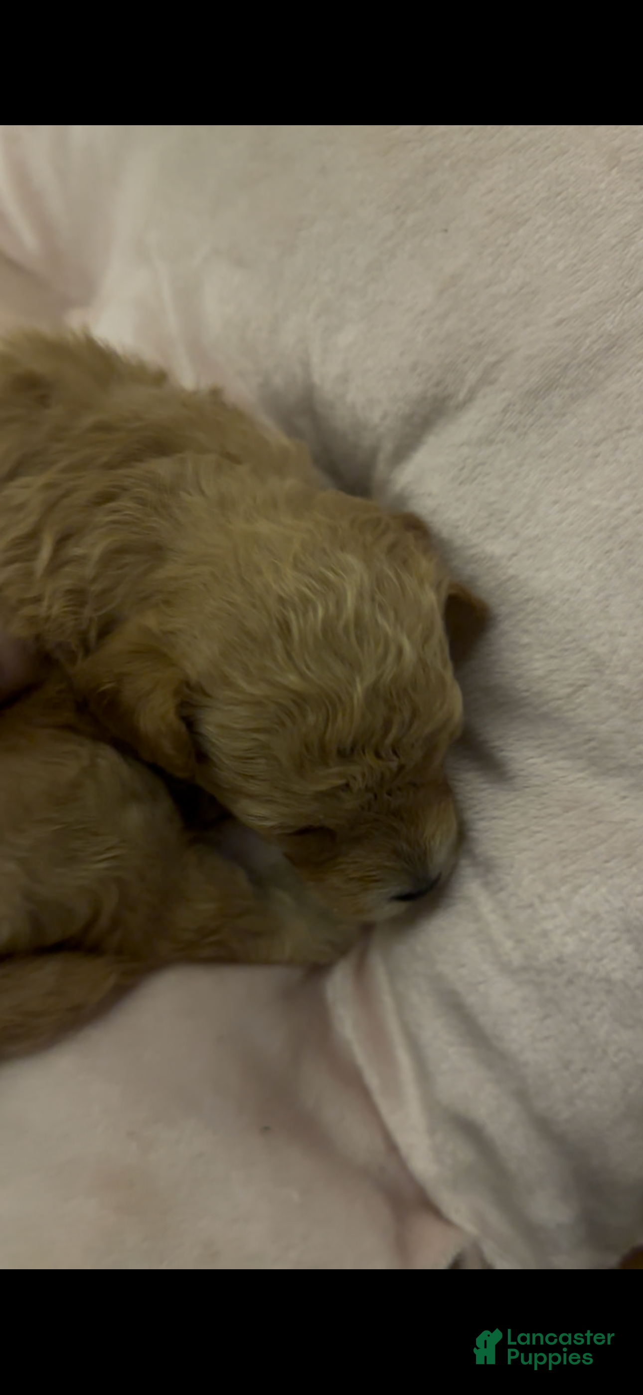 Mixed Breed dogs for sale: Velvet - Ad 2