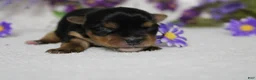 Yorkshire Terrier dogs for sale: Penny  - Ad 12