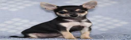 Chihuahua dogs for sale: Phoenix - Ad 20