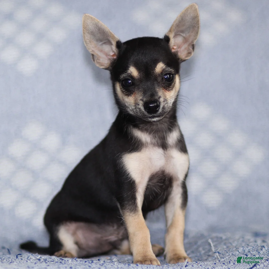 Chihuahua dogs for sale: Phoenix - Ad 20