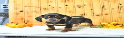 Miniature Dachshund dogs for sale: Tucker - Ad 3