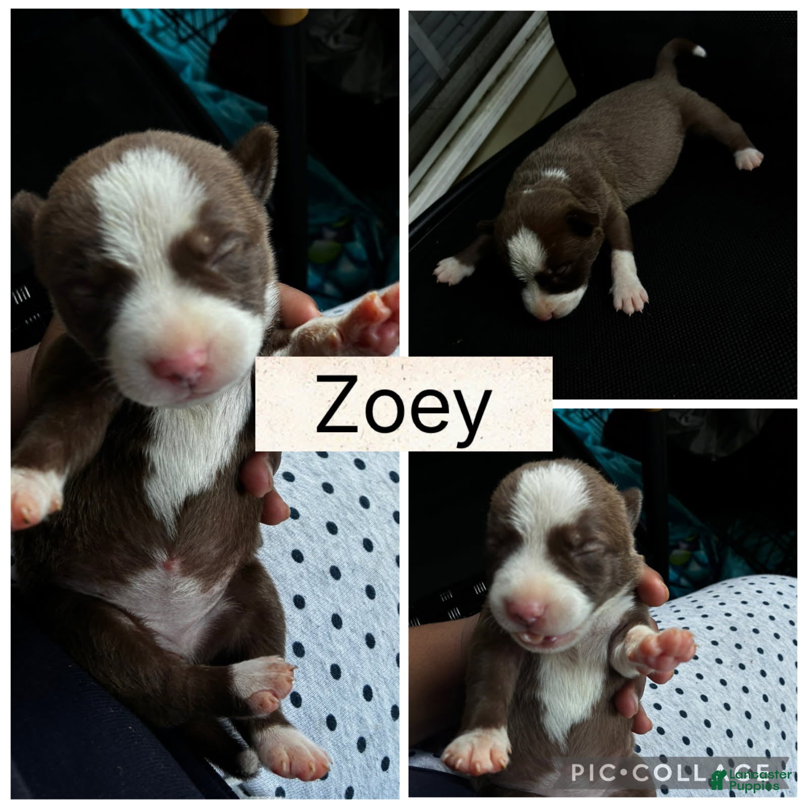 Zoey