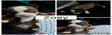Zoey