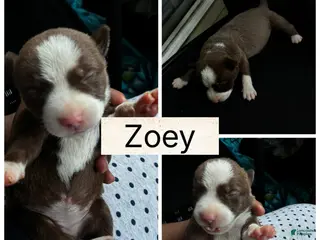 German Shepherd dogs Zoey - Ad 4