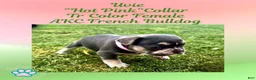 French Bulldog dogs for sale: Uvie “Hot Pink” Collar, Female  - Ad 5