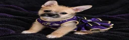 Mixed Breed dogs for sale: Mixed Breed 1 - Ad 4