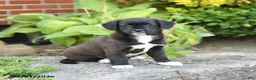 Mixed Breed dogs for sale: Lilly - Ad 3