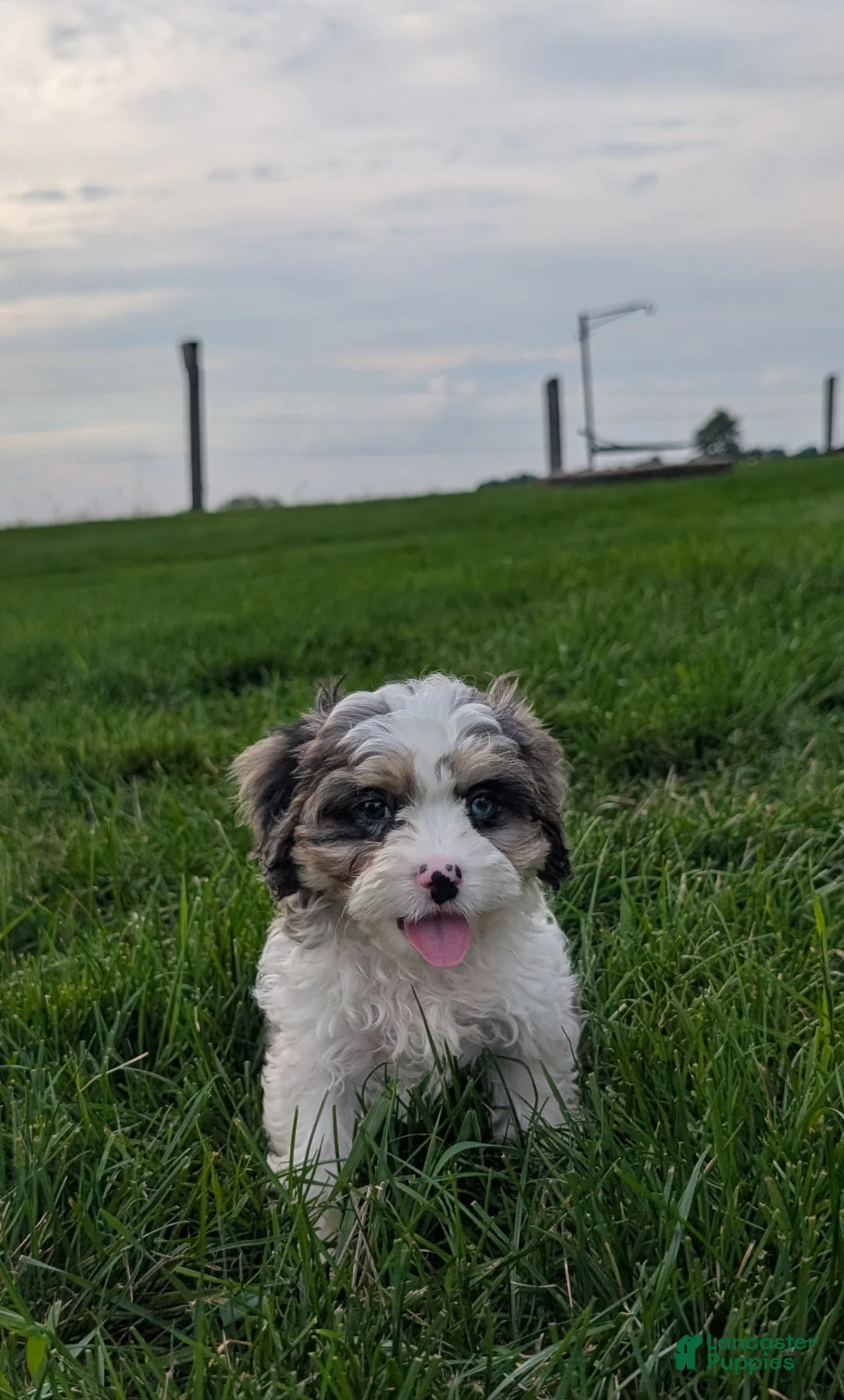 Cavapoo dogs for sale: Johney  - Ad 2