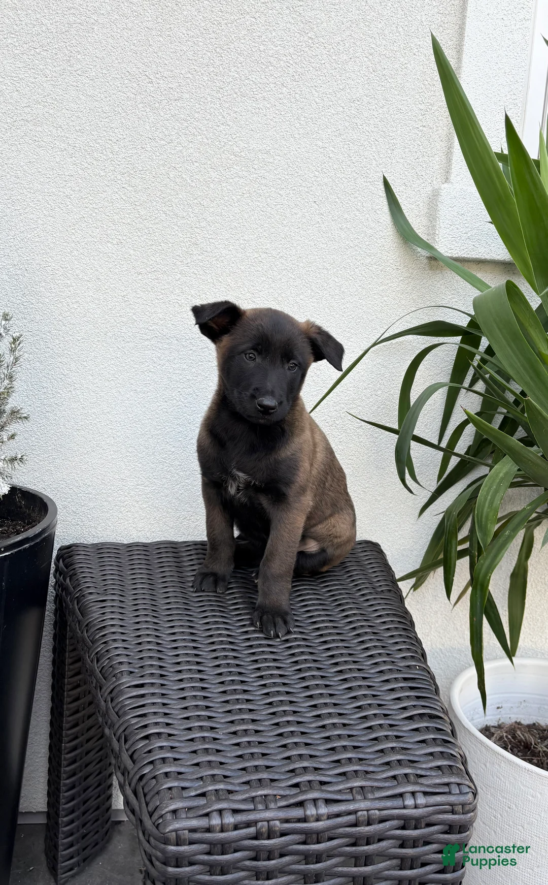 Belgian Malinois dogs for sale: Belgian Malinois Puppy (Marcy) - Ad 3