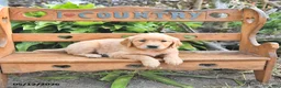 Golden Retriever dogs for sale: Brinlee - Ad 4