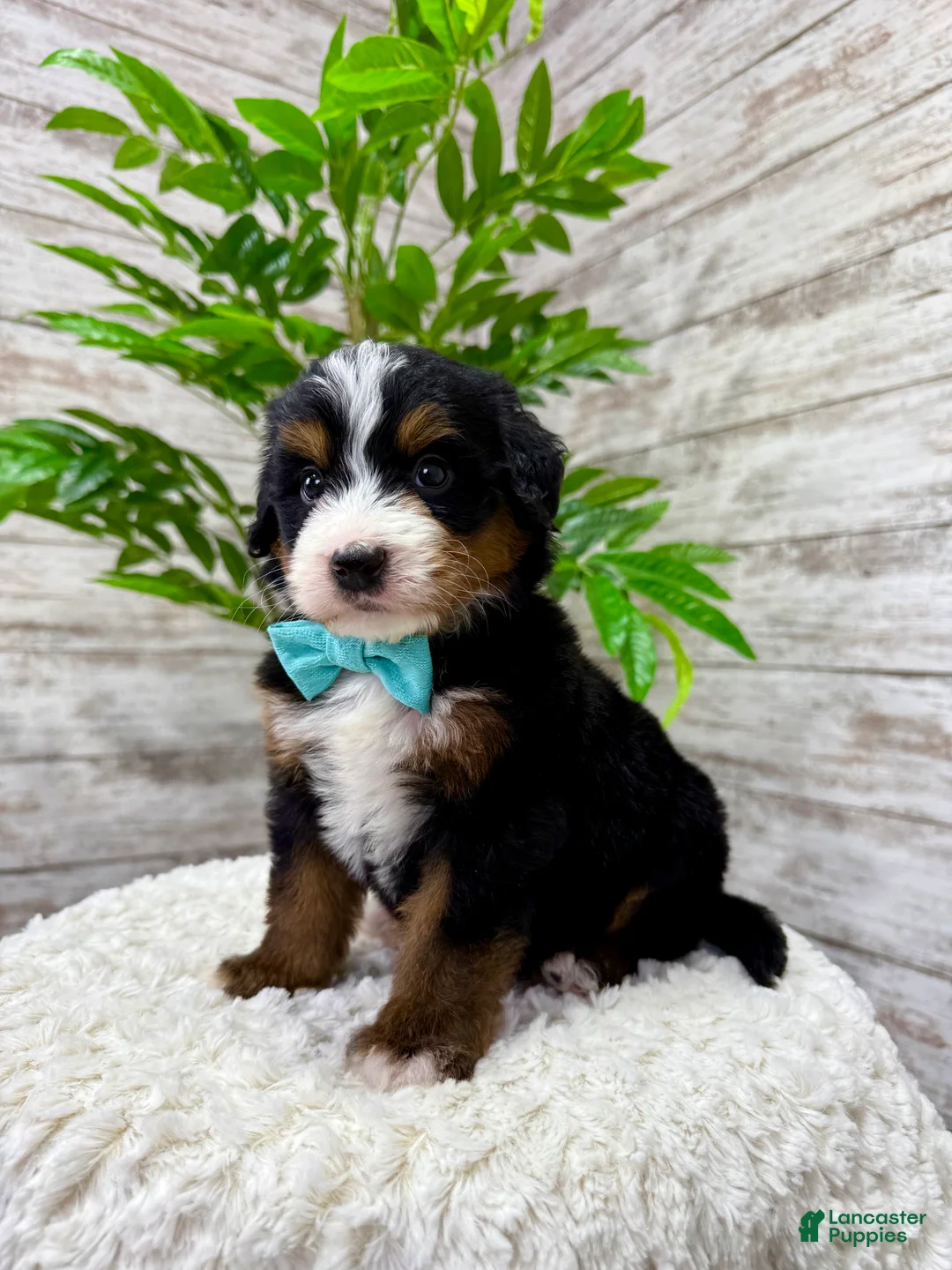 Mini Bernedoodle dogs for sale:  ❤️Chase - Ad 3