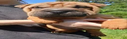 Shar Pei dogs for sale: Shar Pei Puppy 1 - Ad 1