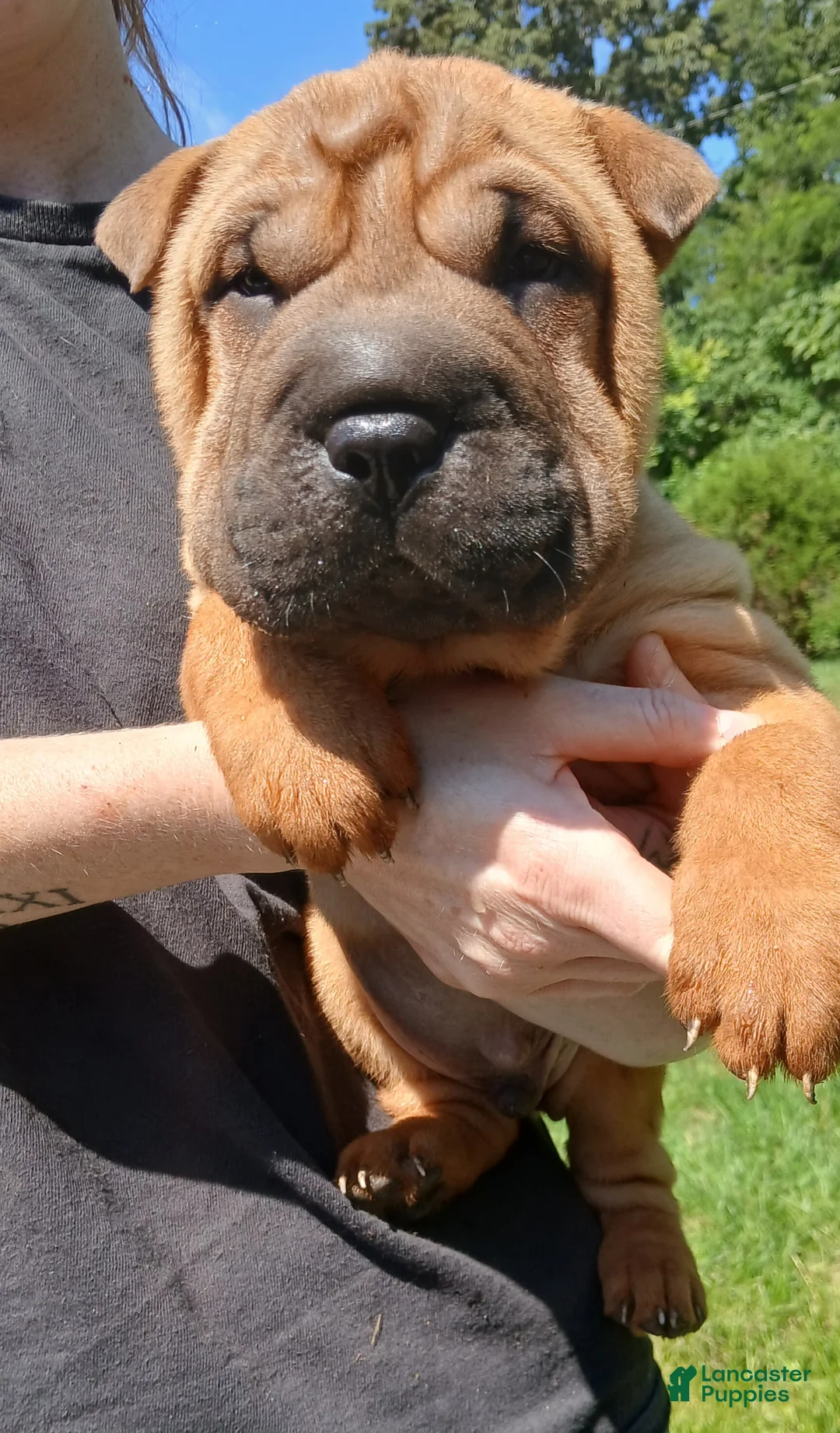 Shar Pei dogs for sale: Shar Pei Puppy 1 - Ad 1