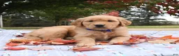 Golden Retriever dogs for sale: Wade - Ad 3