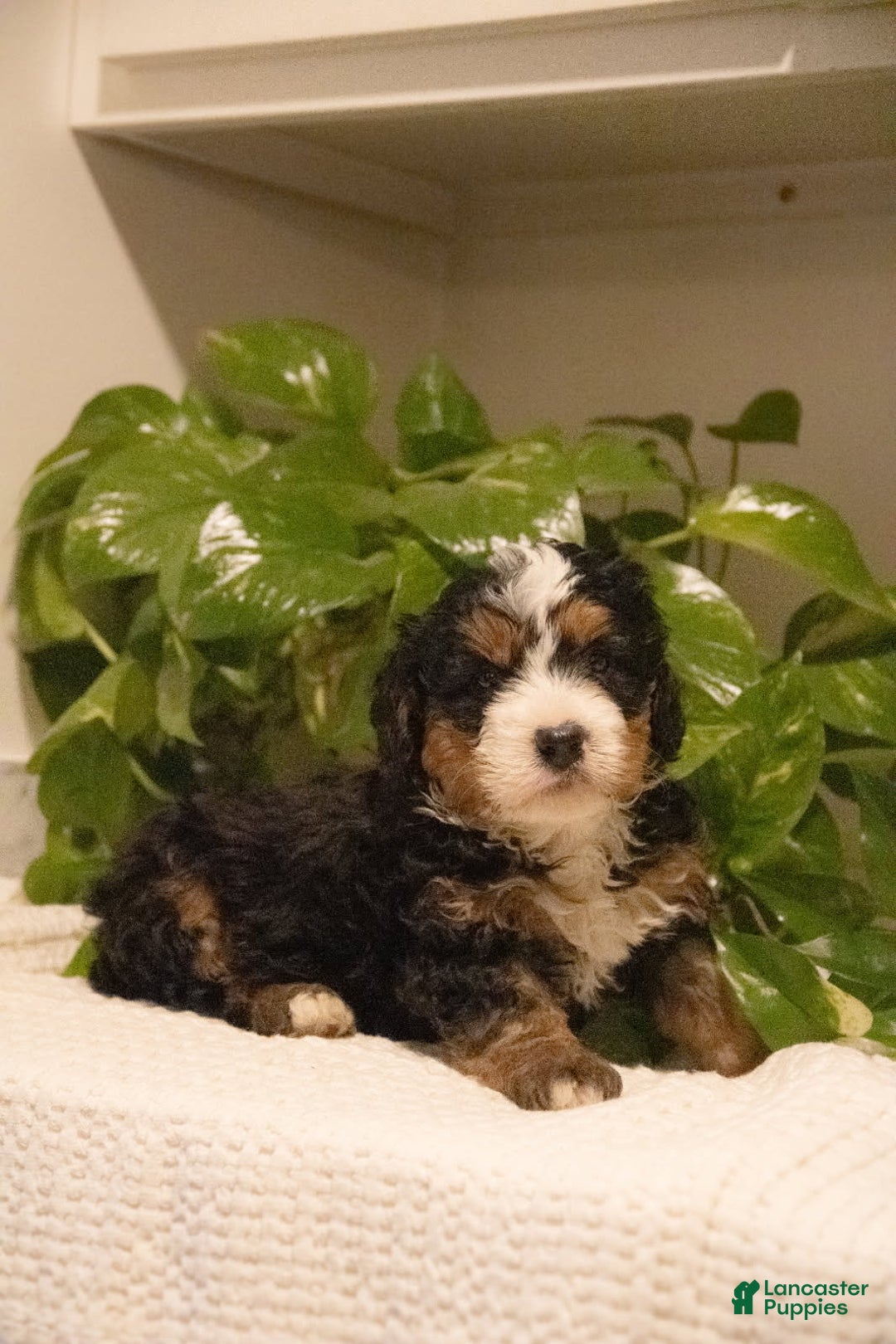 Mini Bernedoodle dogs for sale: Tezla - Ad 1