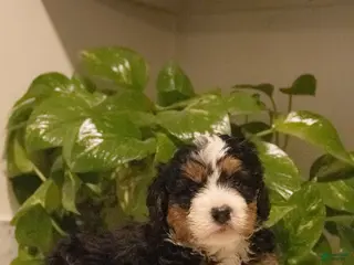 Mini Bernedoodle dogs Tezla - Ad 21