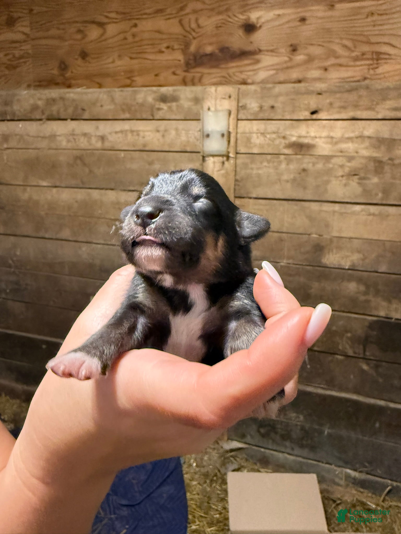 Australian Shepherd (Australian Shepherd, Male) in Marlboro Township, NJ