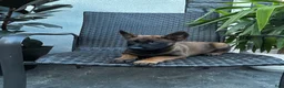Belgian Malinois dogs for sale: Connie - Ad 3