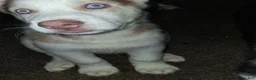 Gerberian Shepsky dogs for sale: King - Ad 2