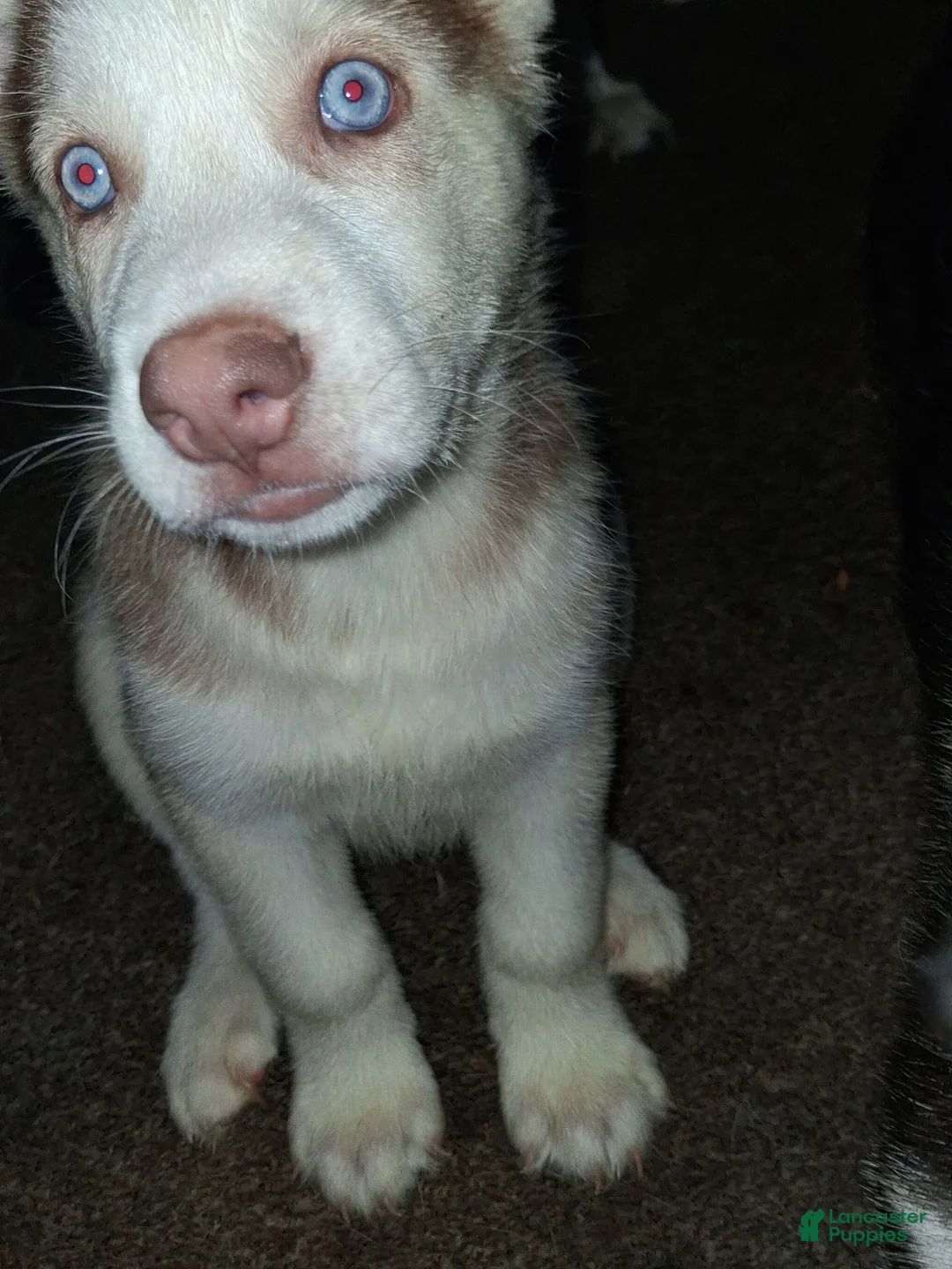 Gerberian Shepsky dogs for sale: King - Ad 2