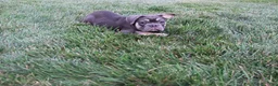 French Bulldog dogs for sale: Dick - Ad 2