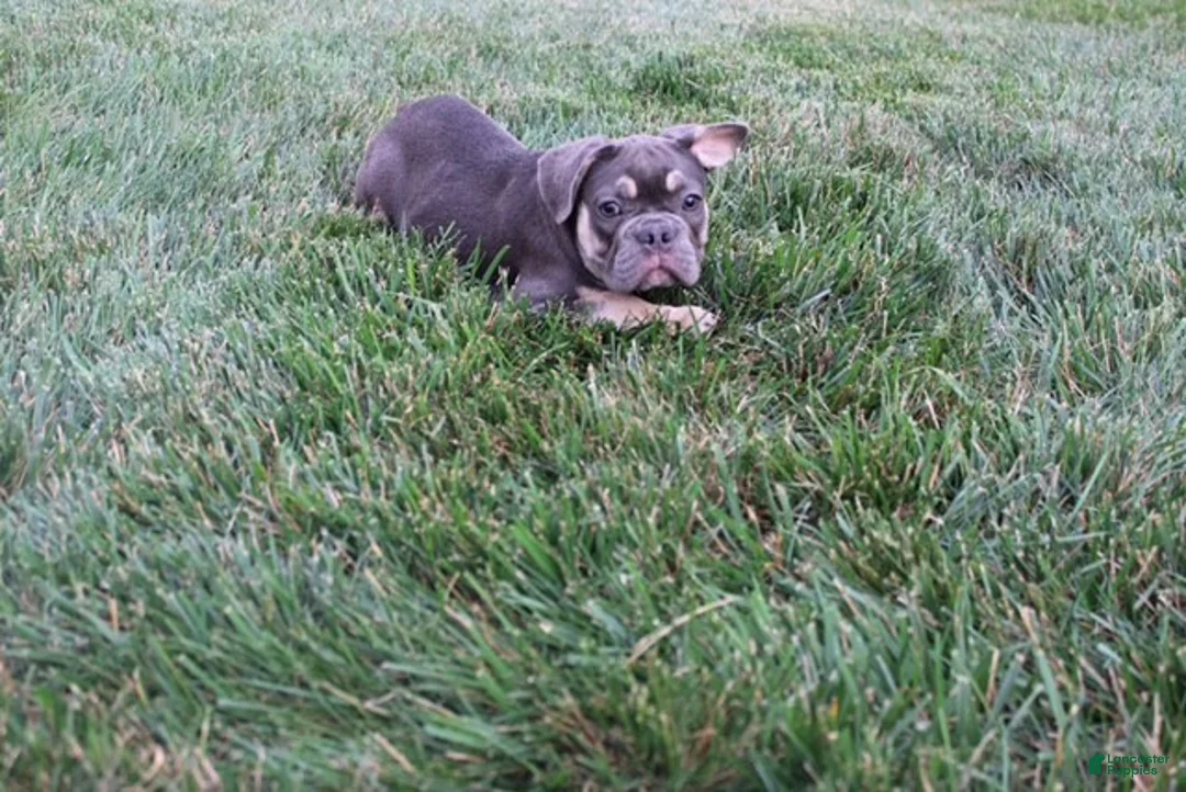 French Bulldog dogs for sale: Dick - Ad 2