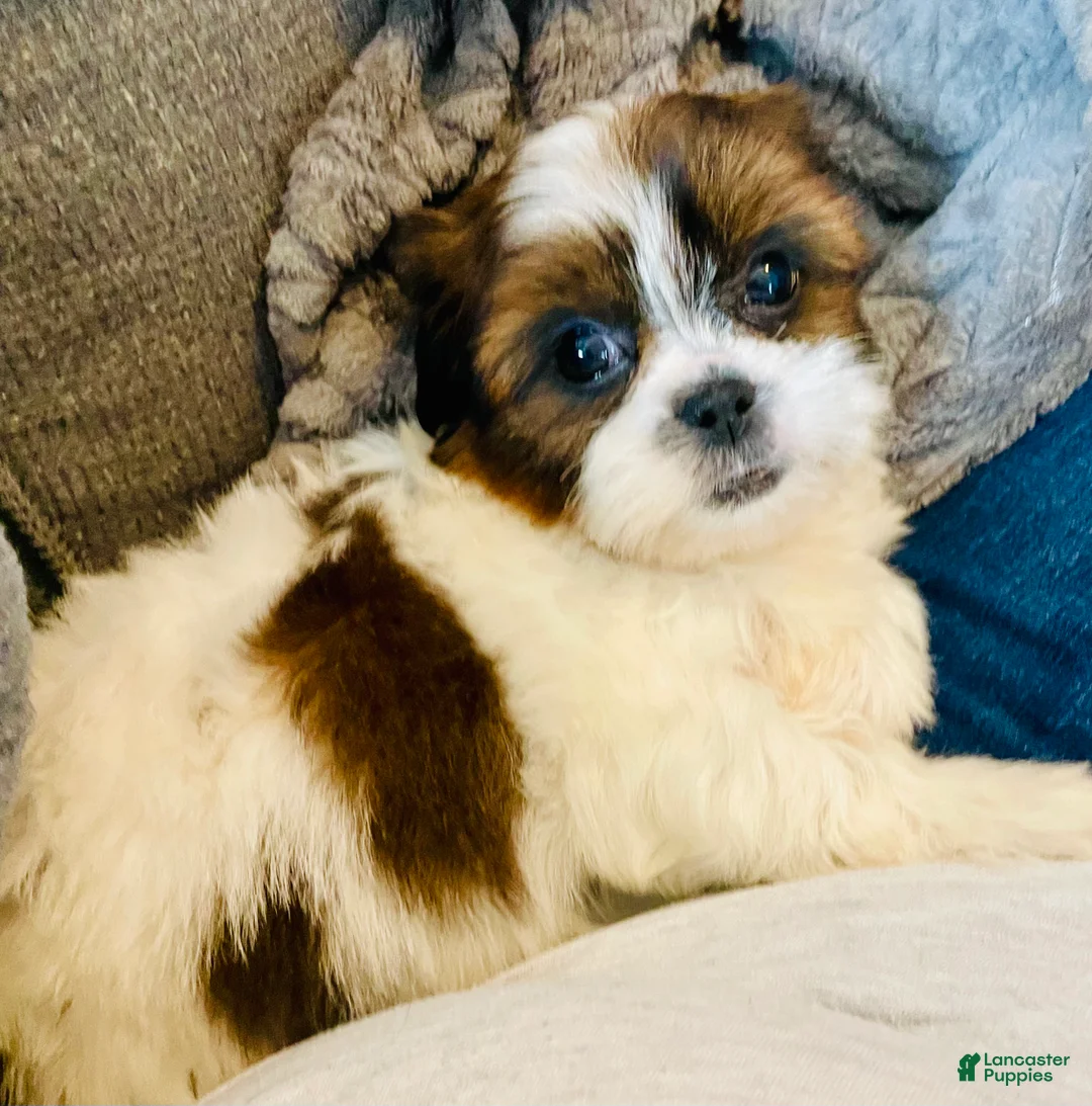 Shih Tzu dogs for sale: Lily - Ad 1