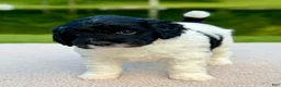Goldendoodle dogs for sale: Binky - Ad 2