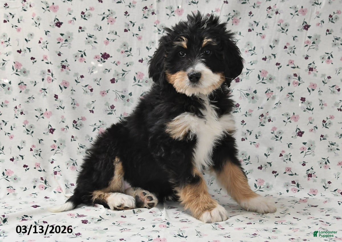Bernedoodle dogs Amber - Ad 1
