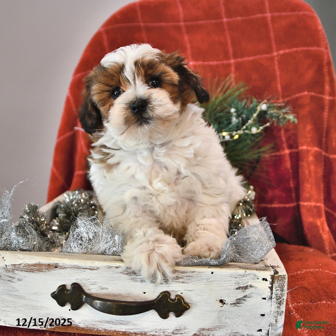 Shihpoo dogs for sale: Sparkle - Ad 3