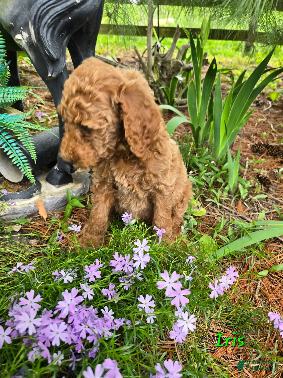Goldendoodle dogs for sale: Goldendoodle Puppy 9 - Ad 1